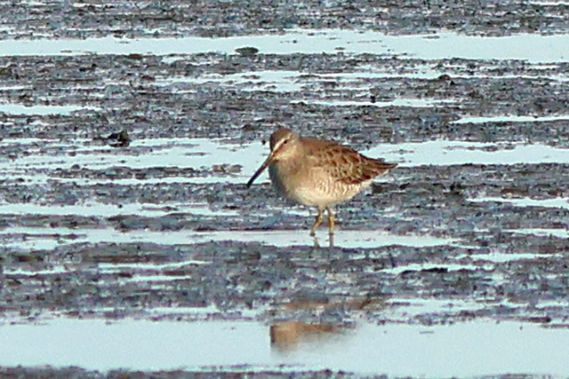 11 oktober 2024, Grote Grijze Snip, De Cocksdorp-Texel_05