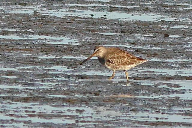 11 oktober 2024, Grote Grijze Snip, De Cocksdorp-Texel_06