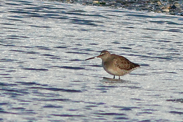 11 oktober 2024, Grote Grijze Snip, De Cocksdorp-Texel_07