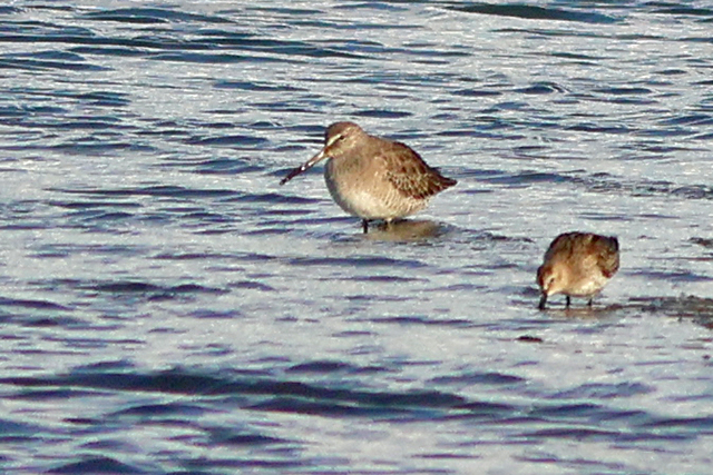11 oktober 2024, Grote Grijze Snip, De Cocksdorp-Texel_08