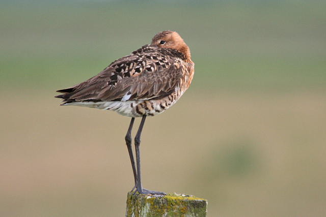 13 juni 2008, Grutto, Lauwersmeer