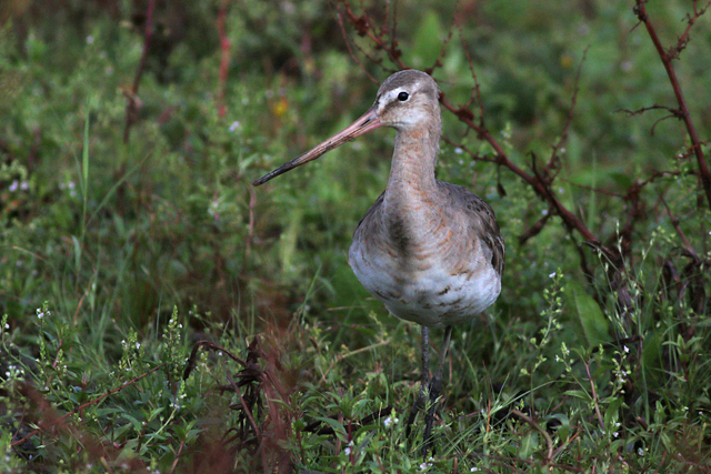 22 september 2023, Grutto, Ezumakeeg
