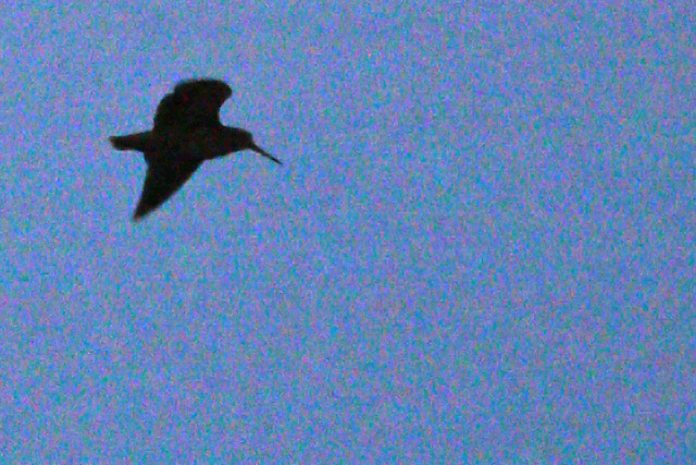 3 juni 2024, Houtsnip, Wateren_02