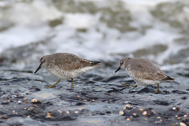 22 oktober 2021, Kanoet, Den Helder