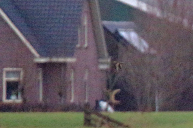 24 december 2019, Kleine Regenwulp, Barsingerhorn_01