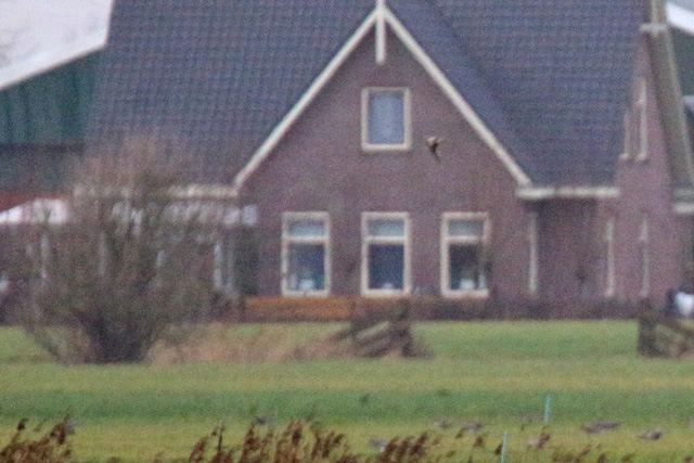 24 december 2019, Kleine Regenwulp, Barsingerhorn_02