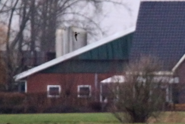 24 december 2019, Kleine Regenwulp, Barsingerhorn_03