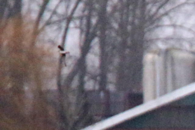 24 december 2019, Kleine Regenwulp, Barsingerhorn_04