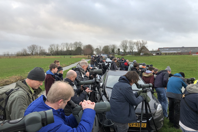 24 december 2019, Kleine Regenwulp, Barsingerhorn_kijkend naar links