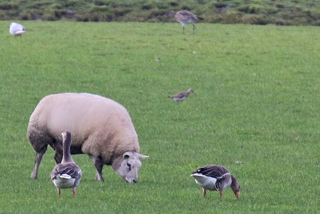 11 januari 2020, Kleine, Regenwulp_Barsingerhorn_01