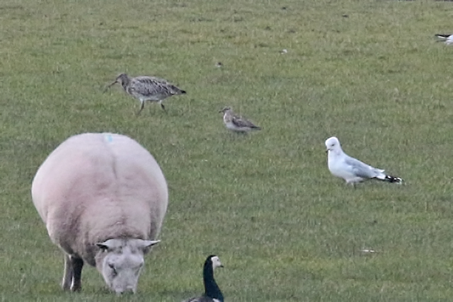 11 januari 2020, Kleine, Regenwulp_Barsingerhorn_03