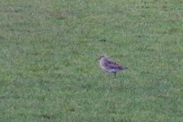 11 januari 2020, Kleine, Regenwulp_Barsingerhorn_04