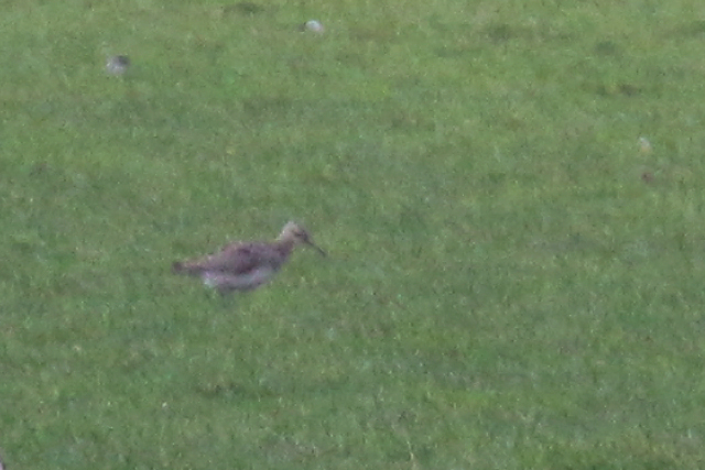 11 januari 2020, Kleine, Regenwulp_Barsingerhorn_05