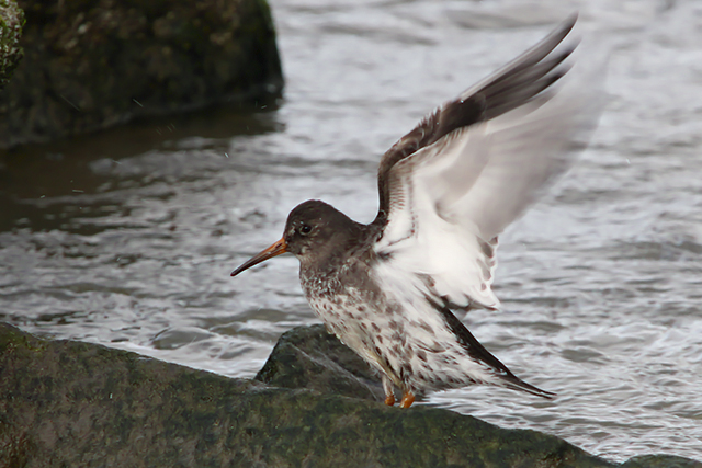 17 oktober 2014, Paarse strandloper, Texel