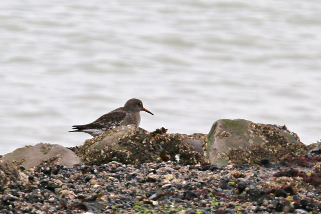 2 januari 2016, Paarse Strandloper, Brouwersdam