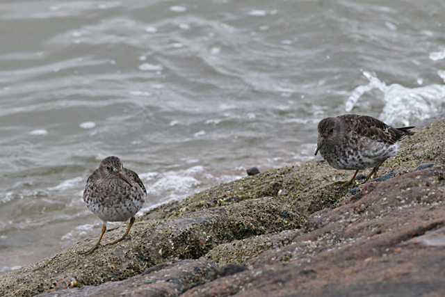29 april 2018, Paarse Strandlopers, Terschelling