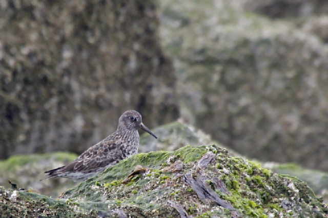 29 april 2020, Paarse Strandloper, Texel-Eierlandse Dam