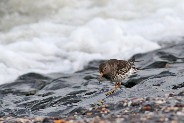 22 oktober 2021, Paarse Strandloper, Den Helder