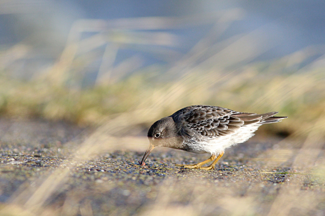 20231124 Paarse Strandloper 01 Lauwersoog