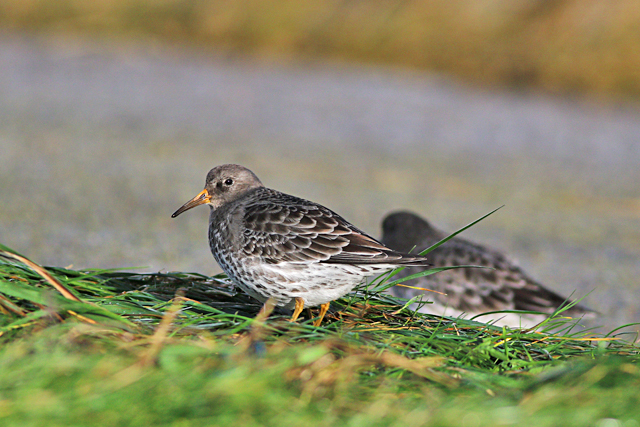 24 november 2023, Paarse Strandloper, 02_Lauwersoog