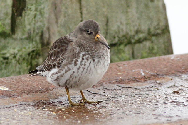 10 februari 2024, Paarse Strandloper, 01_Lauwersoog Haven