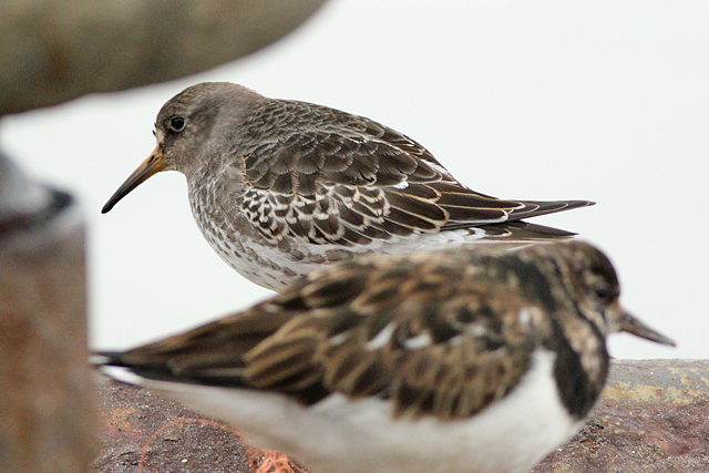 10 februari 2024, Paarse Strandloper, 02_Lauwersoog Haven