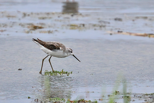 21 augustus 2016, Poelruiter, Den Helder_01-sharpen-sharpen
