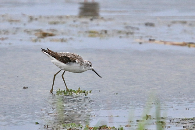 21 augustus 2016, Poelruiter, Den Helder_01
