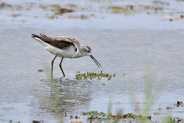 21 augustus 2016, Poelruiter, Den Helder_02