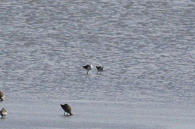 10 augustus 2024, Poelruiters, Lauwersmeer