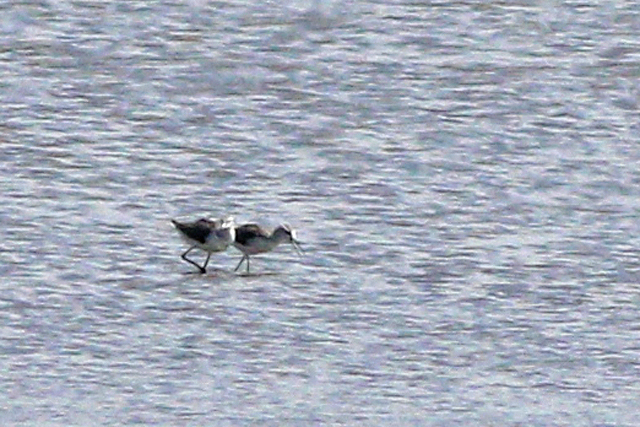 10 augustus 2024, Poelruiters, Lauwersmeer_02