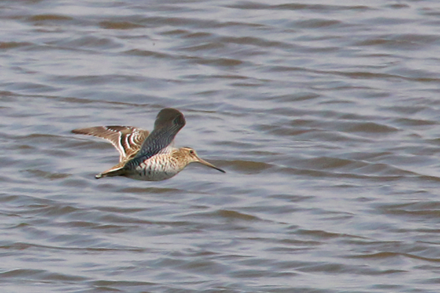 24 mei 2015, Poelsnip, Velp