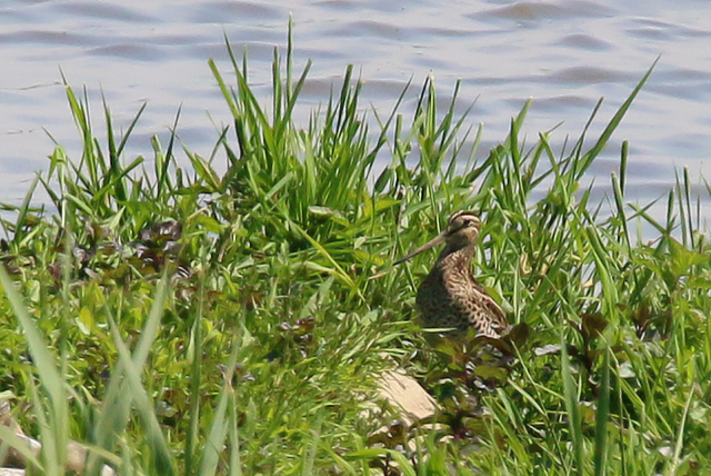 24 mei 2015, Poelsnip, Velp_2