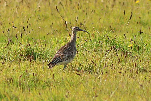 11 oktober 2024, Regenwulp, Texel
