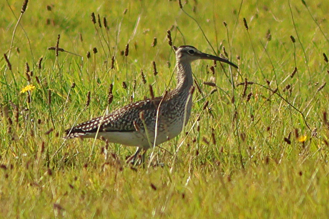 11 oktober 2024, Regenwulp, Texel_02