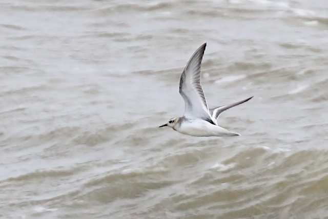 6 september 2015, Rosse-Franjepoot, 2_Lauwersoog