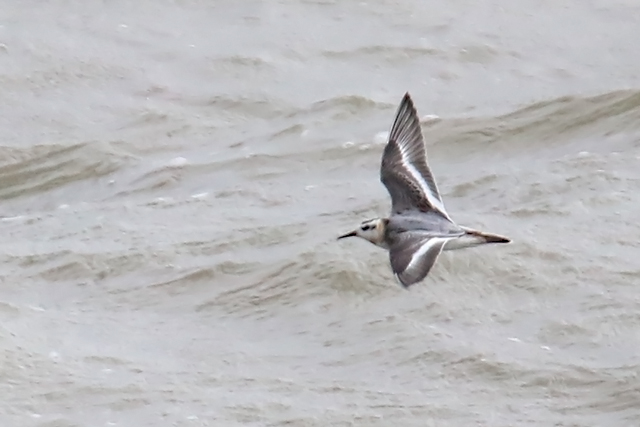 6 september 2015, Rosse-Franjepoot, 3_Lauwersoog