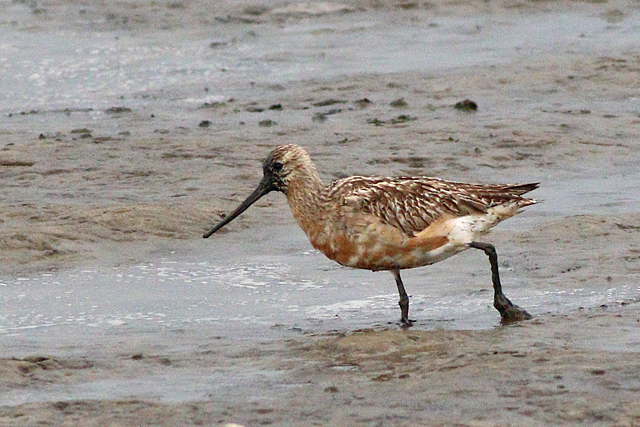 19 augustus 2023, Rosse Grutto, 01_Holwerd