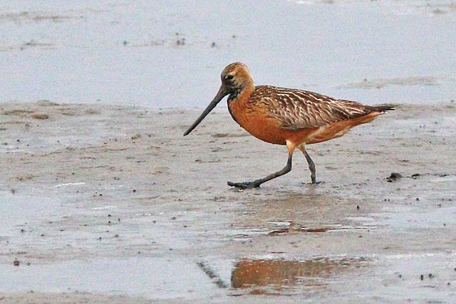 19 augustus 2023, Rosse Grutto, 02_Holwerd