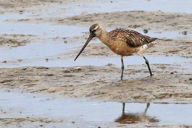 19 augustus 2023, Rosse Grutto, 03_Holwerd