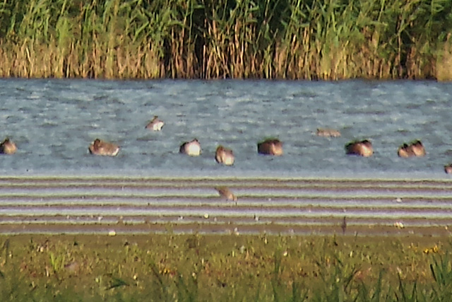 31 augustus 2017, Siberische Strandloper, Ezumakeeg