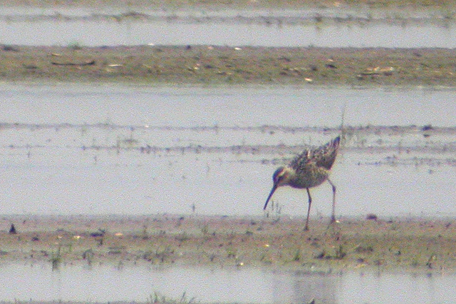 27 juni 2004, Steltstrandloper, Ezumakeeg_01