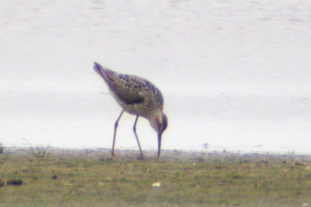 27 juni 2004, Steltstrandloper, Ezumakeeg_02