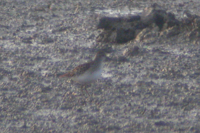 23 oktober 2009, Taigastrandloper, Vreugdewijk