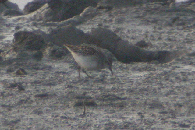 23 oktober 2009, Taigastrandloper, Vreugdewijk2