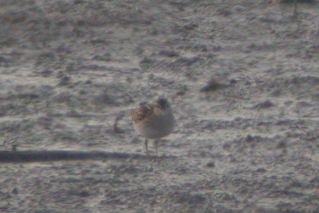 23 oktober 2009, Taigastrandloper, Vreugdewijk3