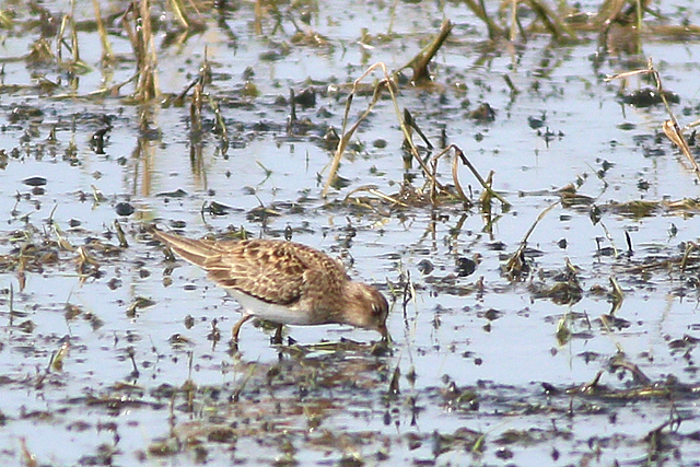 26 mei 2023, Temmincks Strandloper, 01_Ezumakeeg