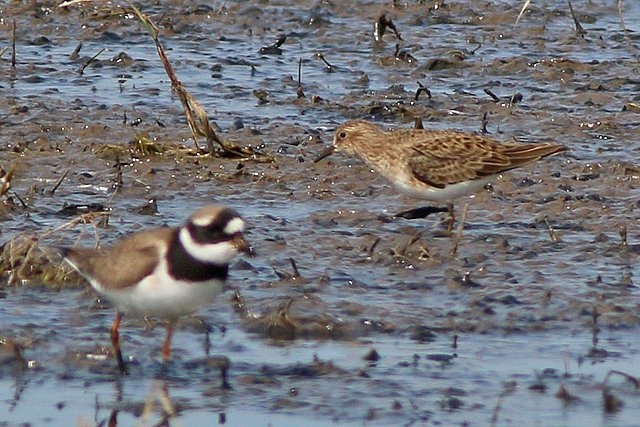 26 mei 2023, Temmincks Strandloper, 02_Ezumakeeg