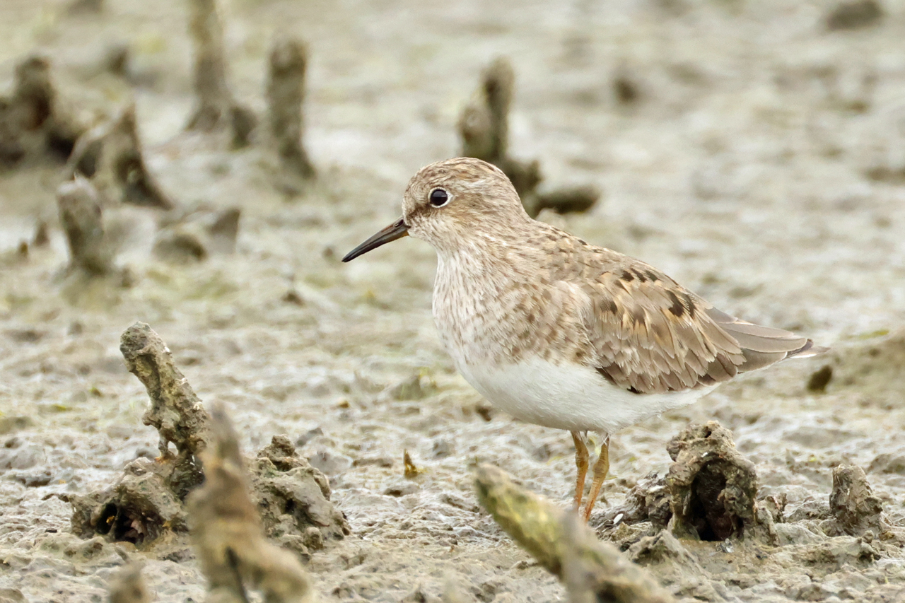 17 mei 2025, Temmincks Starndloper, 01_Ezumakeeg