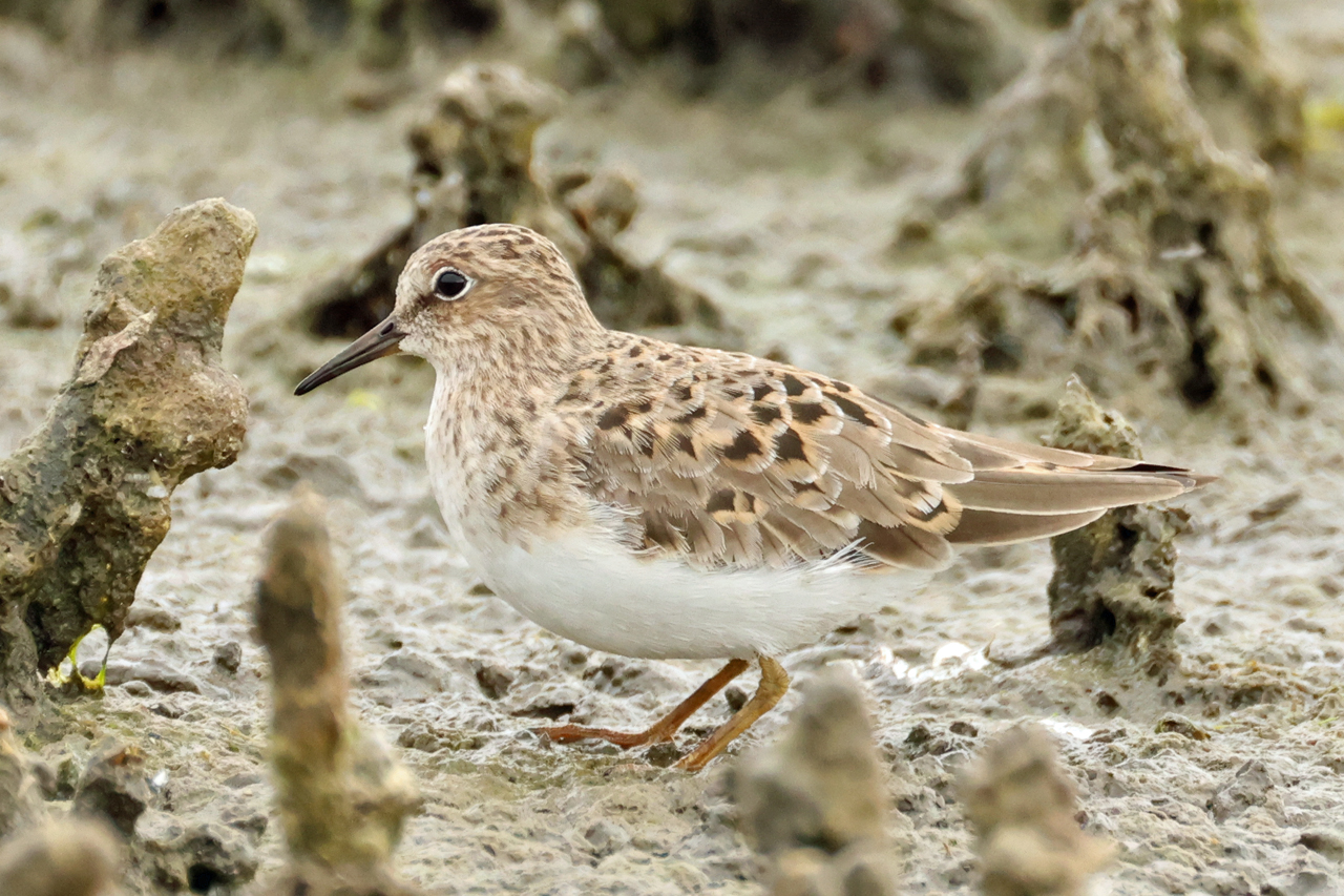 17 mei 2025, Temmincks Starndloper, 02_Ezumakeeg